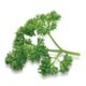 Shaved Curley Parsley 1KG
